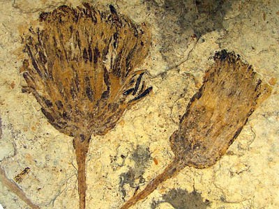 Hoa hướng dương 50 triệu năm tuổi