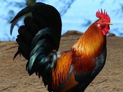 Gen ở gà có thể chống ung thư