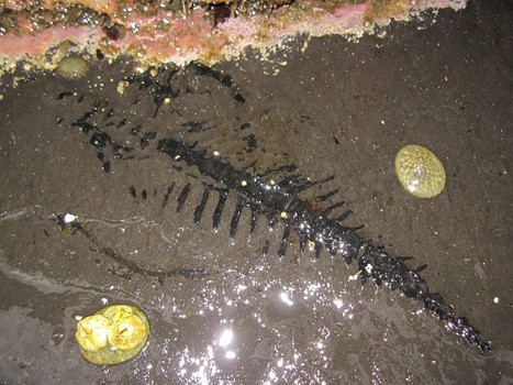 Phát hiện hóa thạch hiếm của bò sát biển cổ đại