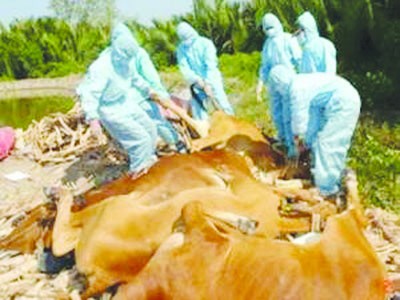 Trên 150.000 gia súc mắc bệnh lở mồm long móng