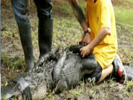 Nam sinh 12 tuổi vật lộn với cá sấu cứu người