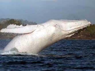 Ngắm cá voi lưng gù màu trắng cực hiếm