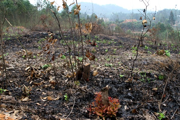 Nhiều cây xanh bị chặt phá và bị đốt