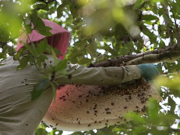 Bắt, lấy mật ong rừng ở cù lao Dung, tỉnh Sóc Trăng. Ảnh: Xuân Trường (Tuổi Trẻ)