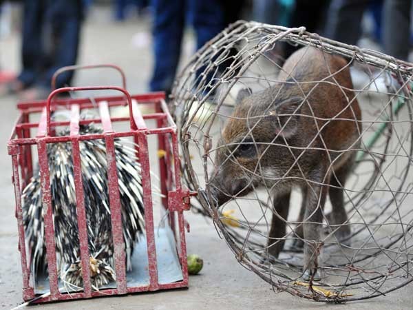 Bày bán thịt thú rừng ở Chùa Hương