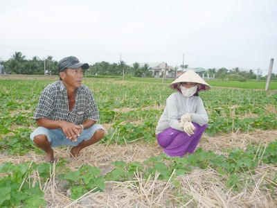 Vợ chồng chị Trần Thị Thúy và anh Võ Ngọc Hoàng trên ruộng dưa gang thiếu nước Ảnh: Đức Thịnh