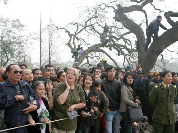 Hàng nghìn người chen chân, thậm trí còn trèo cả lên cây để xem lai dắt Cụ rùa