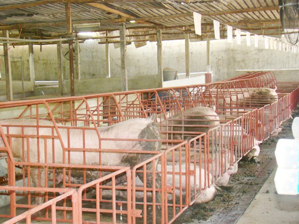 Dùng chất tạo nạc trong nuôi lợn khiến cả người nuôi và người mua bị thiệt hại Ảnh: M.T