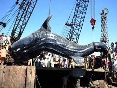 Cá mập voi khổng lồ được đưa vào bờ biển Pakistan