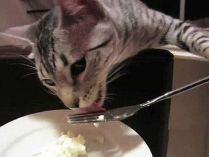 Mèo cầm dĩa ăn sành điệu