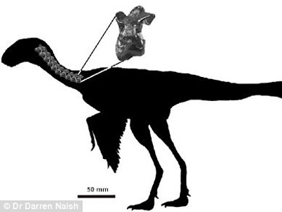 Hóa thạch khủng long lông vũ biết bay nhỏ nhất