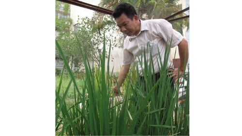 Tiến sĩ Phạm Xuân Hội bên các cây lúa đang lên đòng và chuẩn bị trổ bông