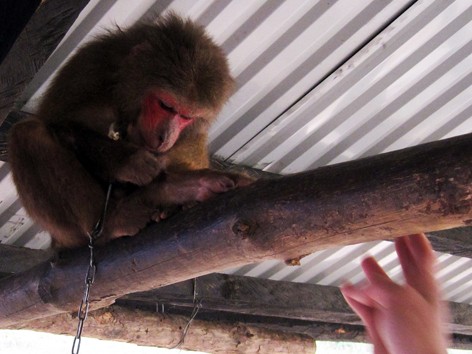 Khỉ mặt đỏ vừa được phát hiện trong quán ăn