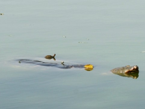 Đồng ý đề xuất bắt rùa tai đỏ ở Hồ Gươm