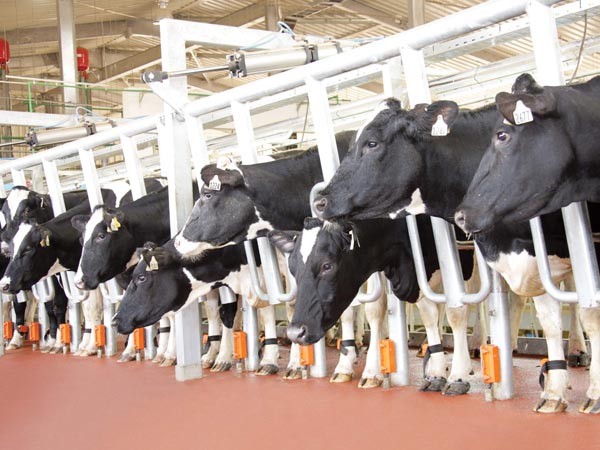 Tận thấy nơi nuôi bò sữa bằng công nghệ cao