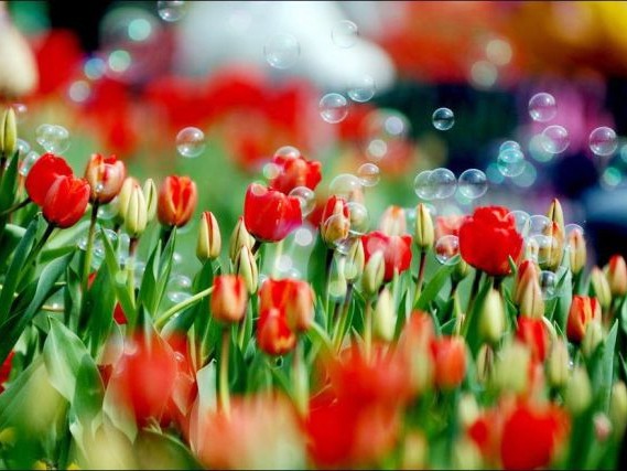 Mê mẩn với vẻ đẹp, sắc hoa tulip