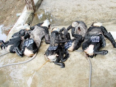 Xác 5 con voọc chà vá chân đen được thu giữ tại xã Ninh Thọ (Ninh Hòa) ngày 11-5-2009