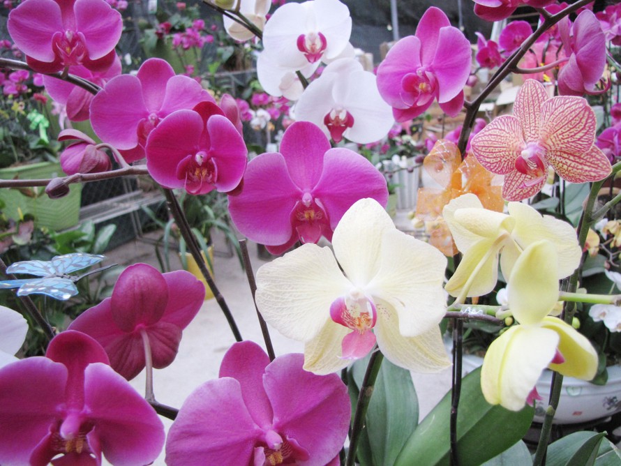 Đẹp sững sờ với hoa xuân tại Hà Nội