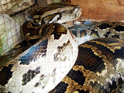 Chuyện ly kỳ về rắn khổng lồ nặng 300 - 400 kg