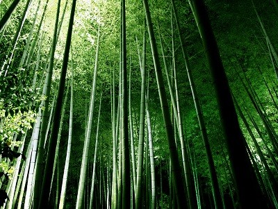 ‘Lạc’ vào rừng tre đẹp như tranh vẽ ở Nhật Bản
