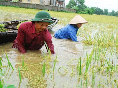 ASEAN+3 ký thỏa thuận dự trữ gạo khẩn cấp