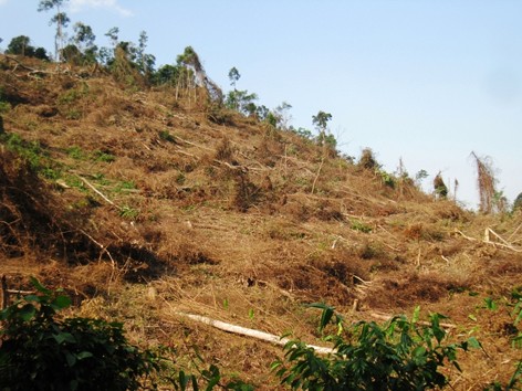 Phá rừng đầu nguồn bằng thuốc diệt cỏ
