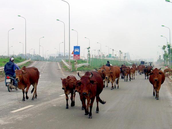 Đàn bò "thả dáng" trên đại lộ đẹp nhất Việt Nam