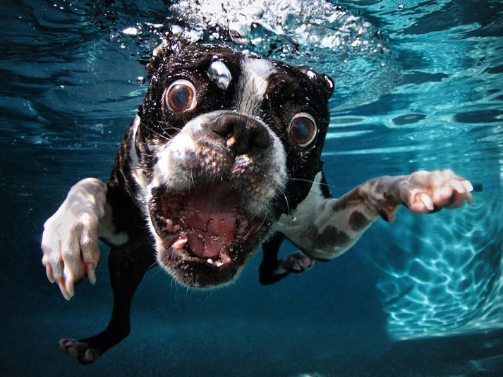 Những chú chó nhăn nhó khi ở dưới nước