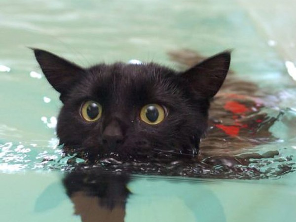 Mèo biết bơi