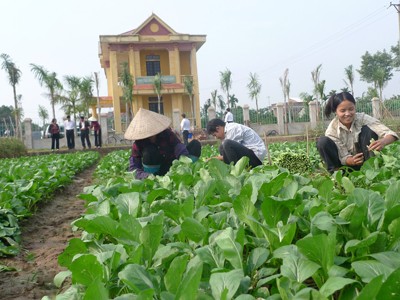 Hà Nội mở rộng các kênh phân phối rau sạch tới người tiêu dùng Ảnh: M.H