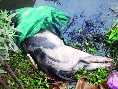 Lợn chết nổi bồng bềnh trên con mương chạy qua trường THCS Bồng Mạc B