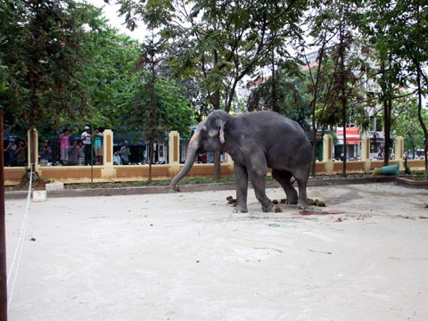 Nơi nhốt con voi gây tai nạn chỉ được ngăn cách bằng hàng rào dây sơ sài. Ảnh: M.Hương