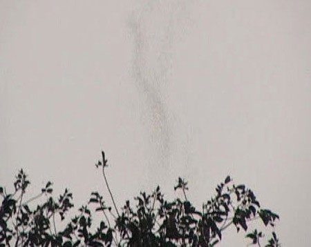 Sự thật về 2 cây sui cổ thụ 'bốc khói' ở Tuyên Quang