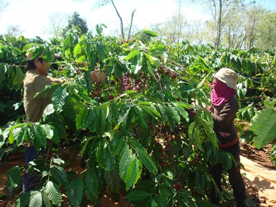 Thu hoạch cà phê ở Gia Lai Ảnh: H.K