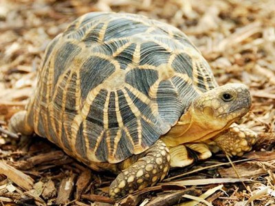 Rùa sao Myanmar (Geochelone platynota) có nguy cơ tuyệt chủng Ảnh: Brian Horne
