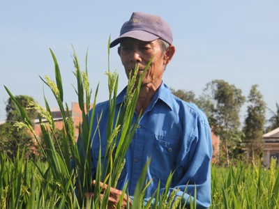 Người Trung Quốc trồng ‘lúa lạ’ ở Long An