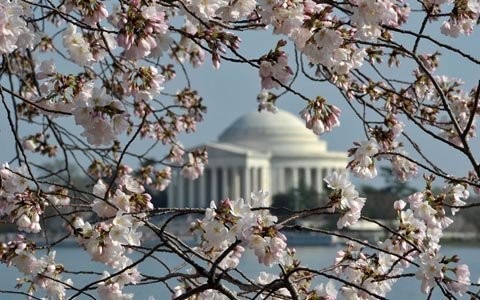 Hoa anh đào nở rộ ở Washington DC