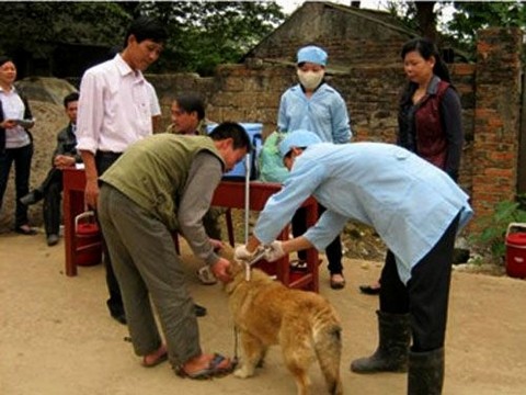 Hà Nội: Lập tổ công tác diệt chó lạ cắn 52 người