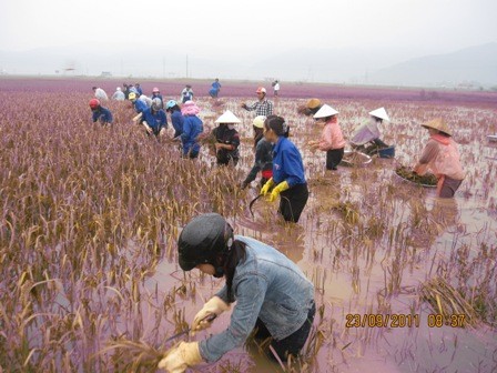 Tuổi trẻ Hà Tĩnh giúp dân thu hoạch lúa chạy bão