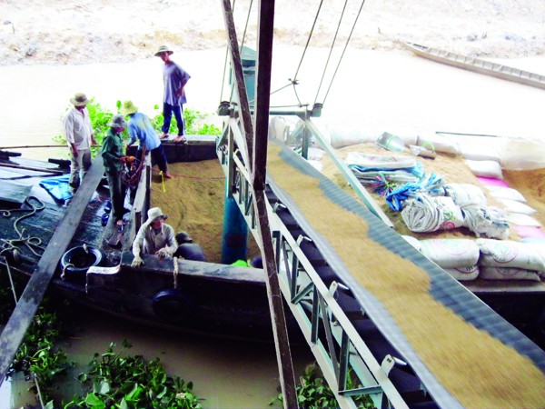Cty Bảo vệ Thực vật An Giang thu mua lúa cho nông dân tại xã Tân Chí Công, huyện Tân Hồng, Đồng Tháp Ảnh: Anh Hào
