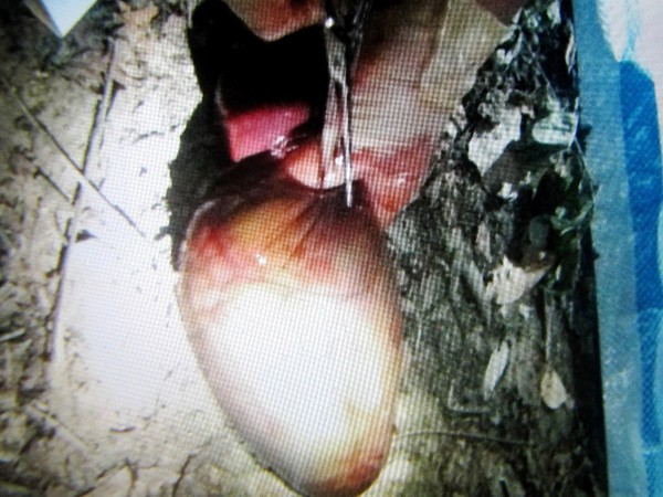 Hình ảnh về quả mật tách ra khi tiêu hủy của bò tót được công khai với báo chí (ảnh chụp lại tư liệu kiểm lâm). Ảnh: Ngọc Văn
