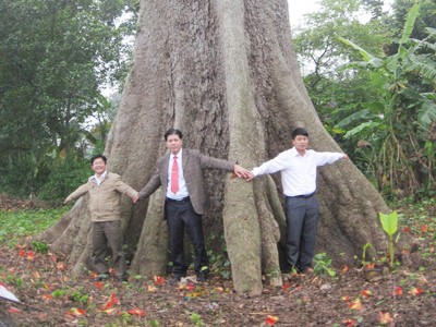 Cần bảo vệ những cây đại thụ ven sông Đà