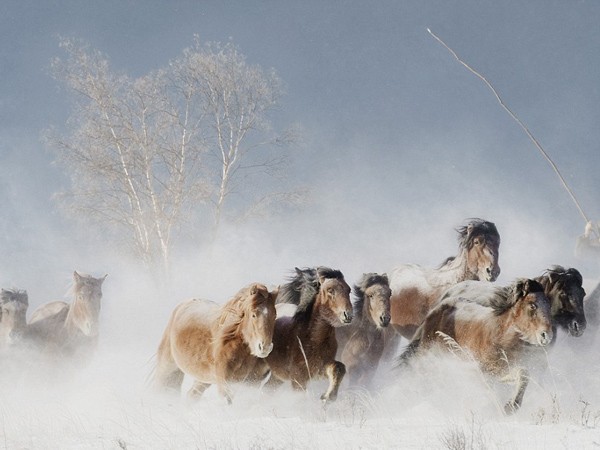 Ngựa phi nước đại trên thảo nguyên tuyết