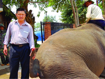 Ông Long đau khổ vì khúc đuôi bị chặt trộm của voi H’Tuk