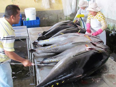 Khai thác cá ngừ đại dương: Nguy cơ mất nghề