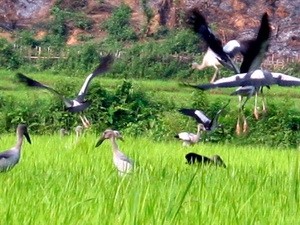 Xuất hiện nhiều chim lạ gần thủy điện Lai Châu