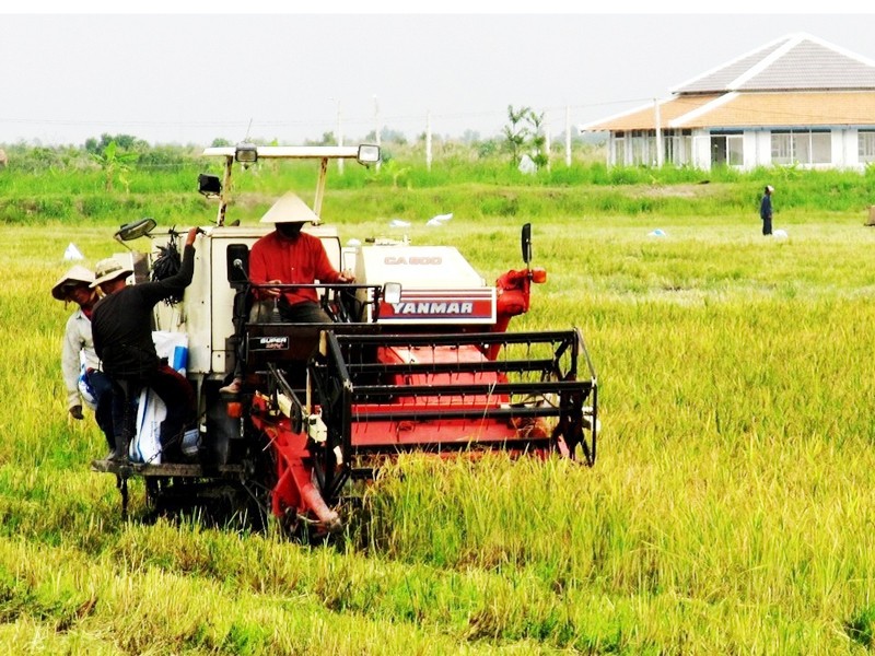 Thu hoạch cánh đồng mẫu lúa hữu cơ tại U Minh hạ Ảnh N.T.H