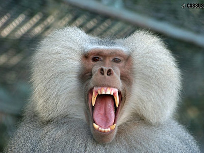 Ăn thịt khỉ coi chừng nhiễm vi-rút HIV