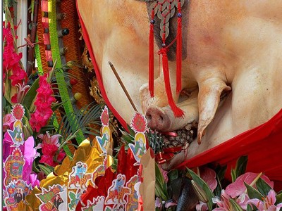 Đặc sắc lễ hội Lợn béo ở Đài Loan