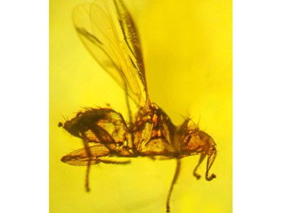 Phát hiện hóa thạch 'ruồi ma cà rồng' cổ đại